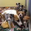 Photo: Adorable Mommy Dog And Her 9 Puppies Rescued By NJ Cops